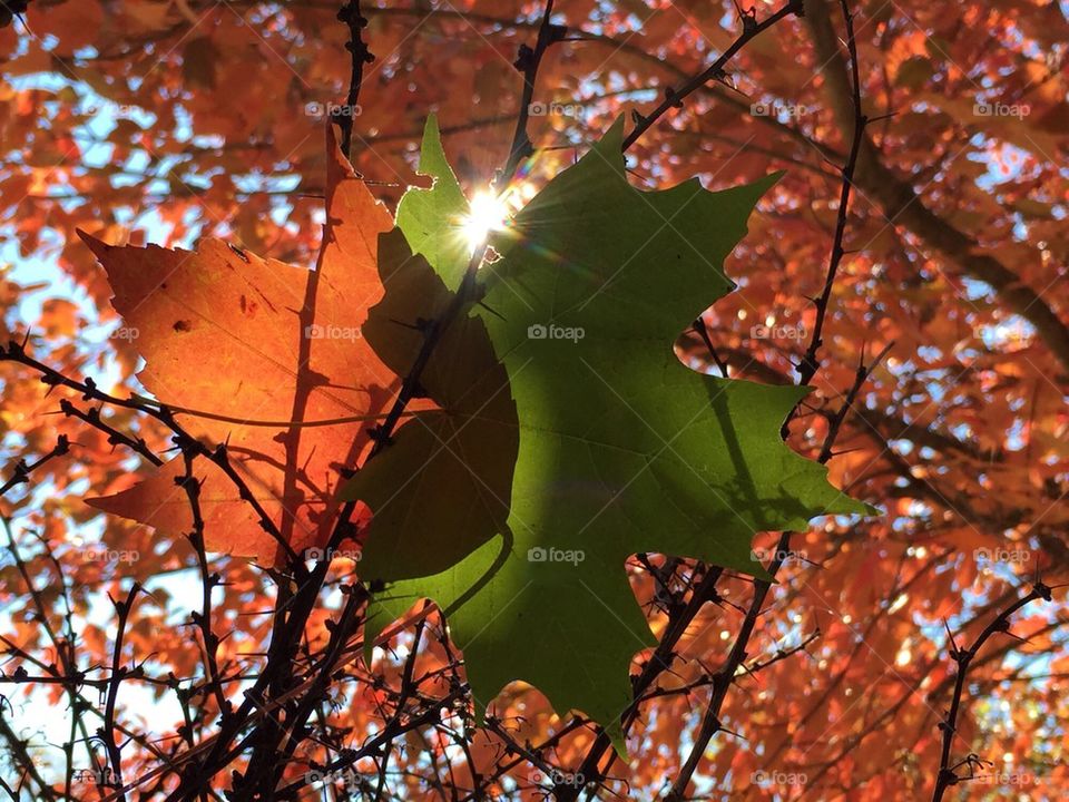 Leaf Collection