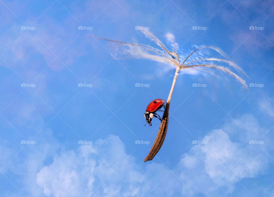 Ladybug flying on dandelion 