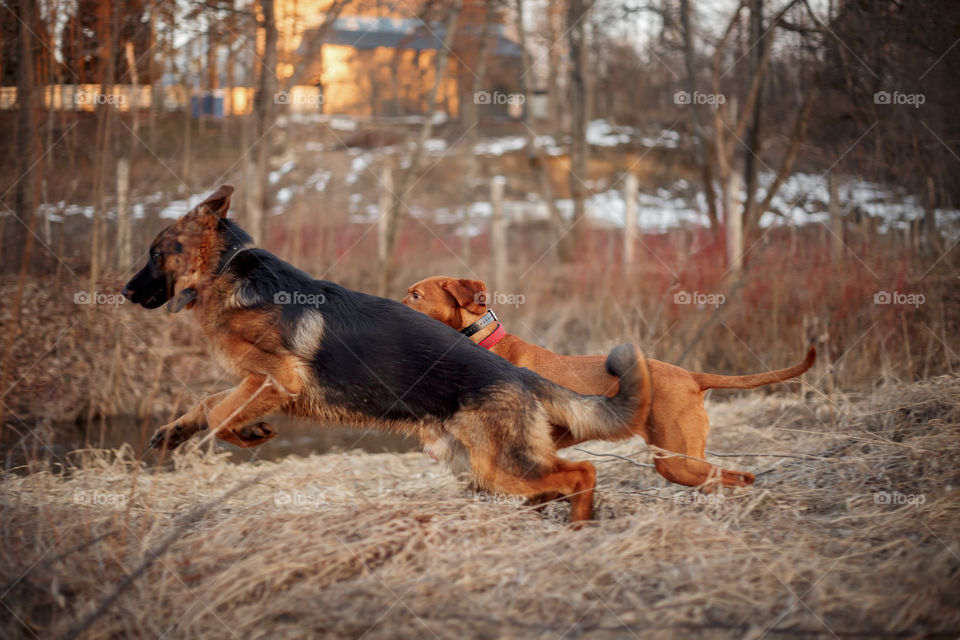 German shepherd young male dog playing with Hungarian vizsla dog outdoor at a spring evening