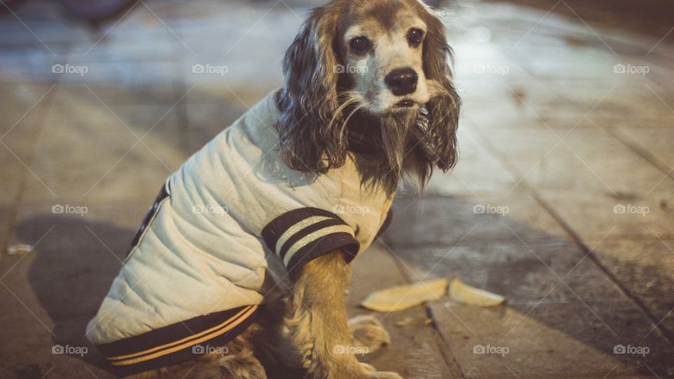 Vietnamese dog with jacket