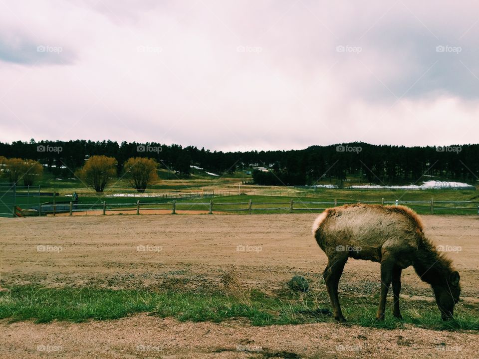 Elk. Evergreen, CO