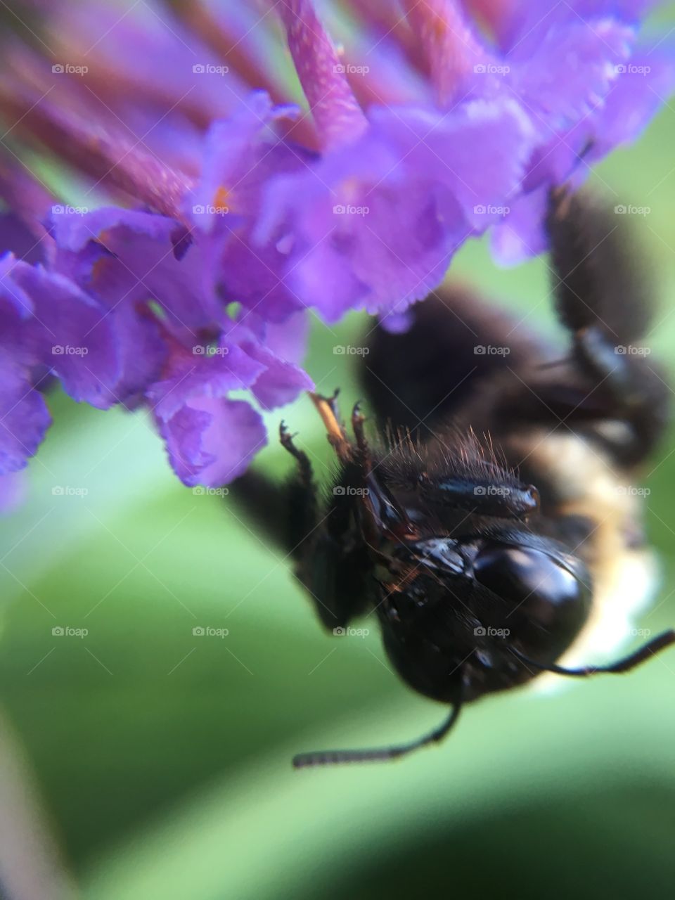 Upside down bumblebee cleaning itself