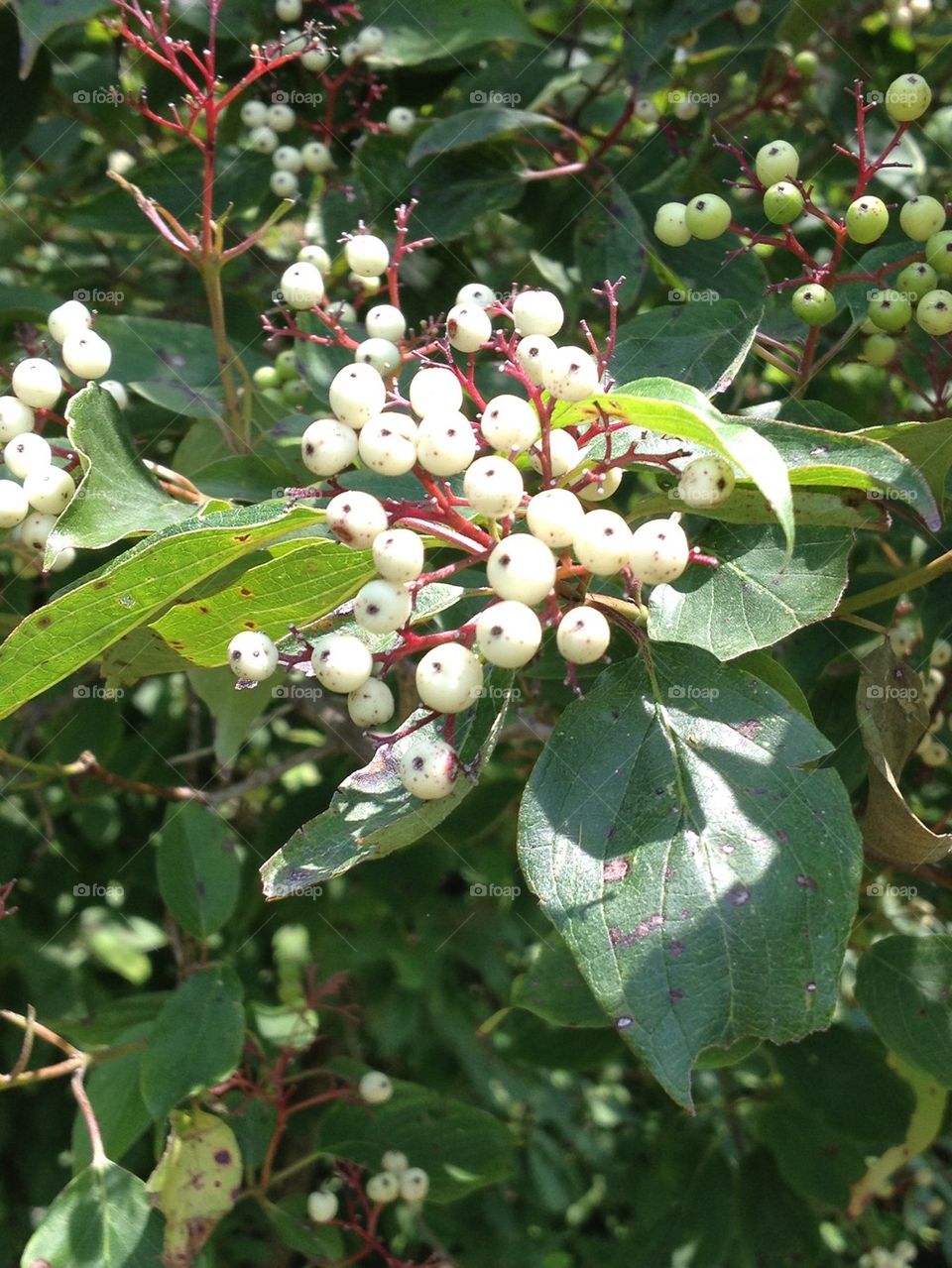 Berry bush