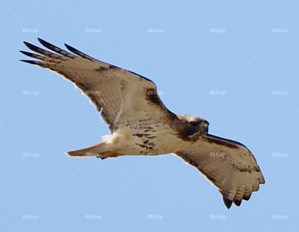 Stunning red tailed hawk!! 