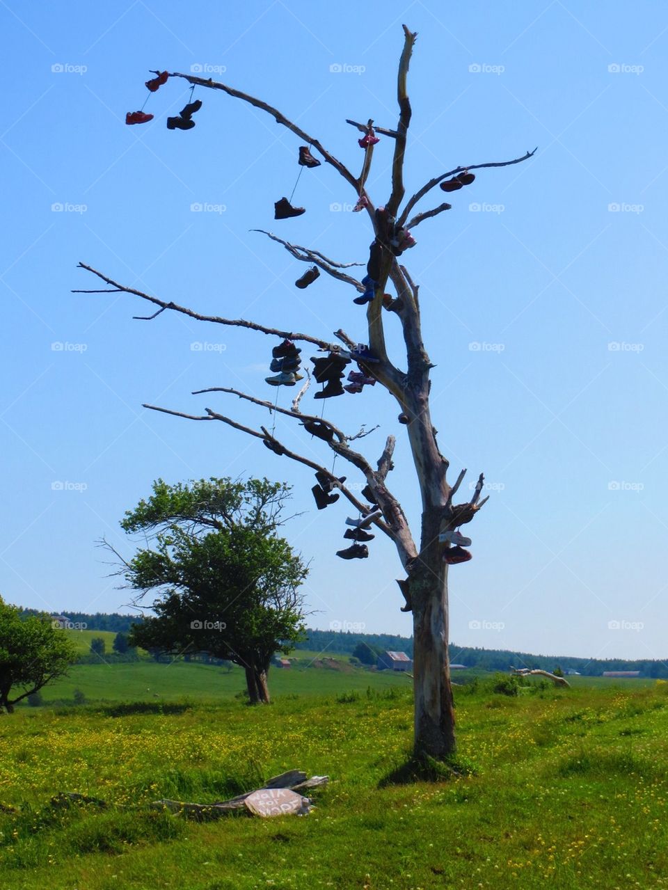 Shoe Tree