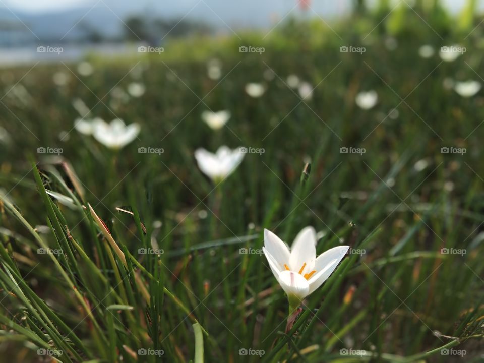 bunga bunga pun ikut bermekaran