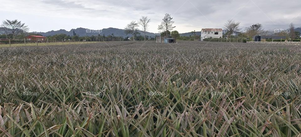 Pineapple Field, Luye Township, Taitung County