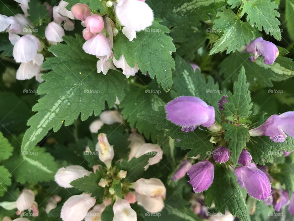 Ground cover in bloom