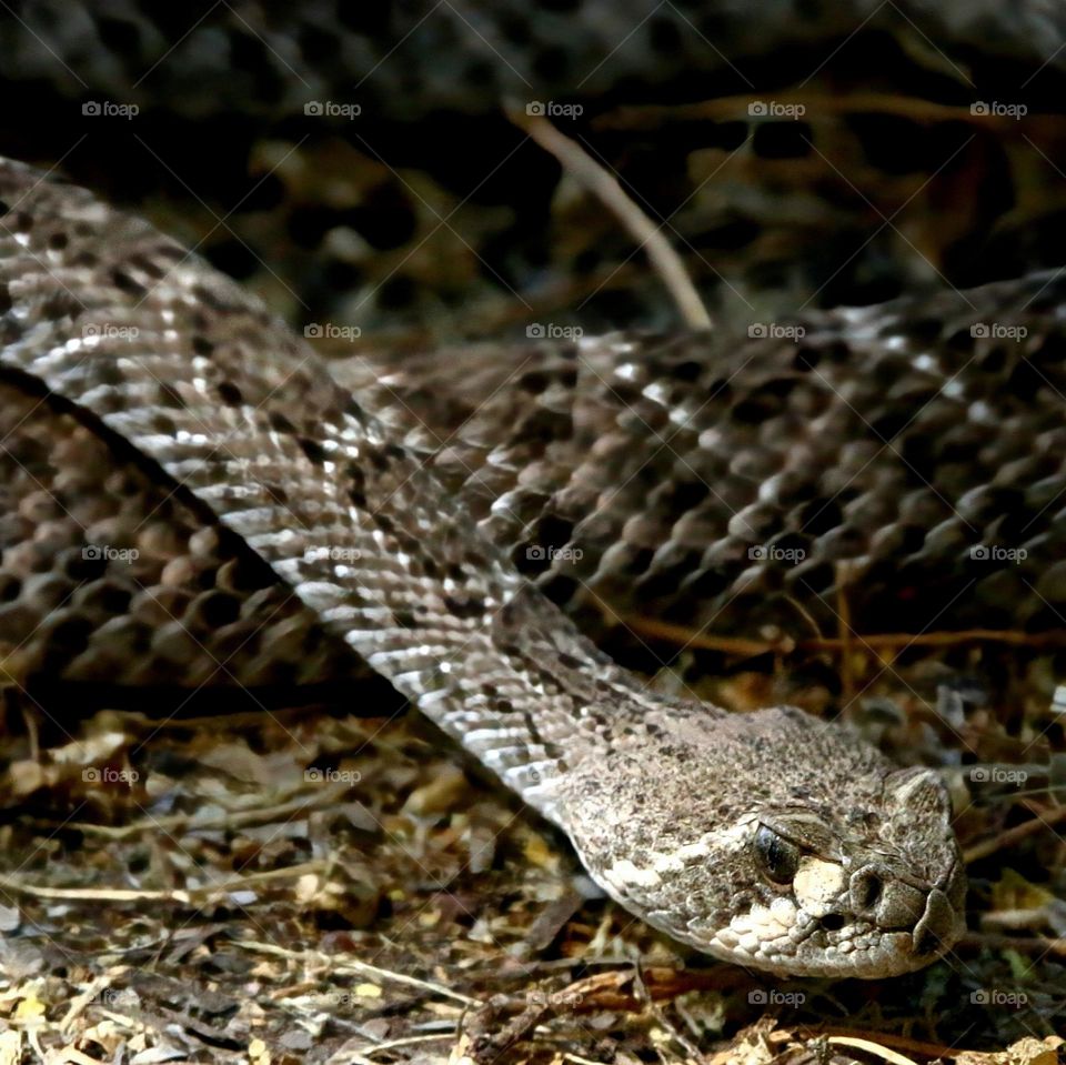 Western Diamondback Rattlesnake in Desert