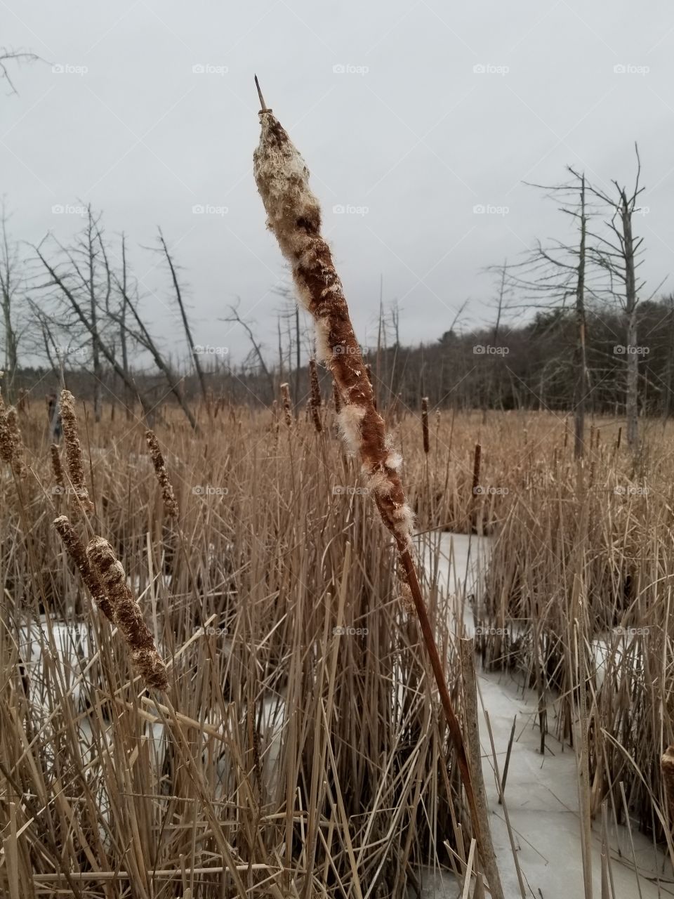 old Cat tails