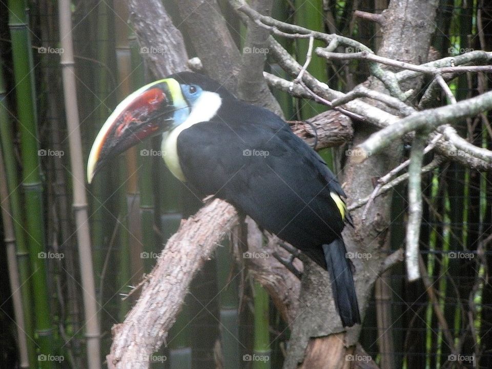 Tucan 