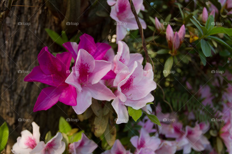 Pink Azalea 