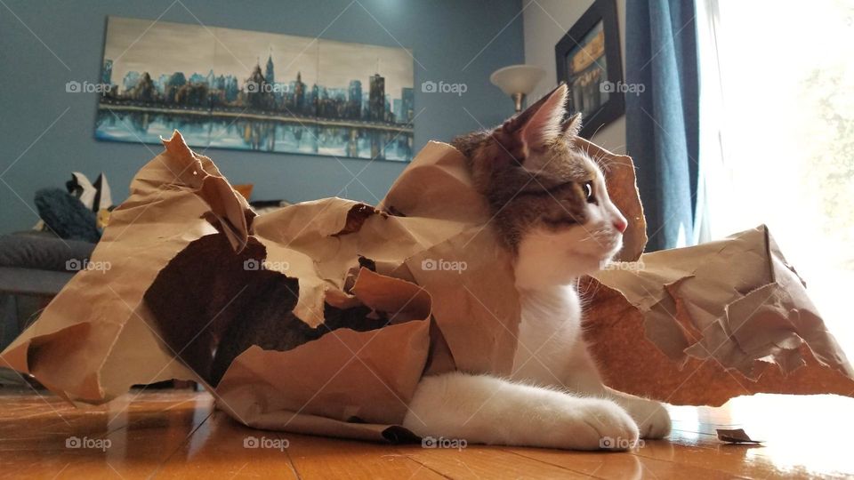Cat "hiding" in a paper bag