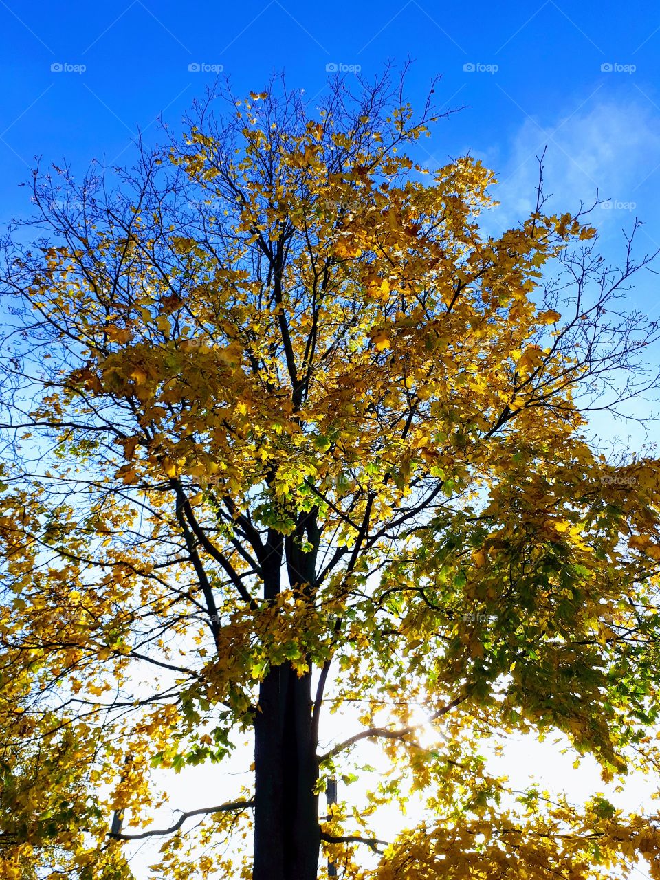 Autumn yellow tree