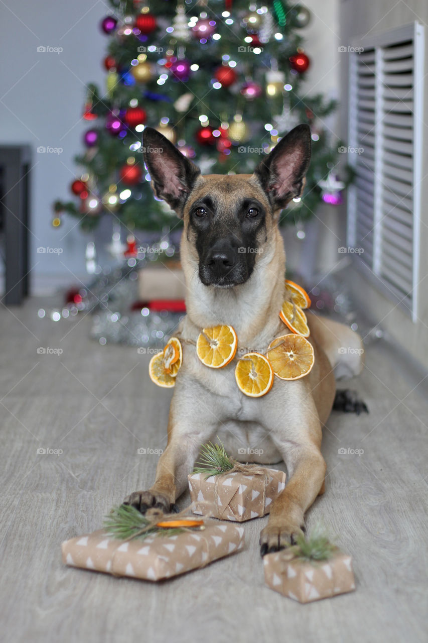 Malinois