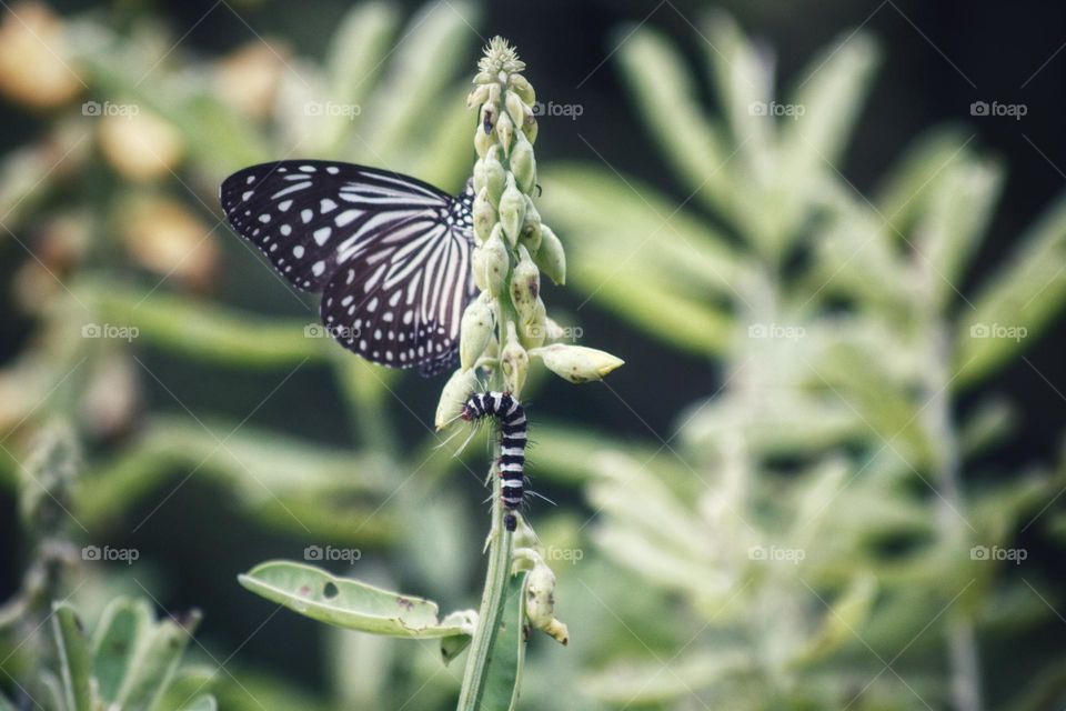 Caterpillar and butterfly sitting on the same plant.