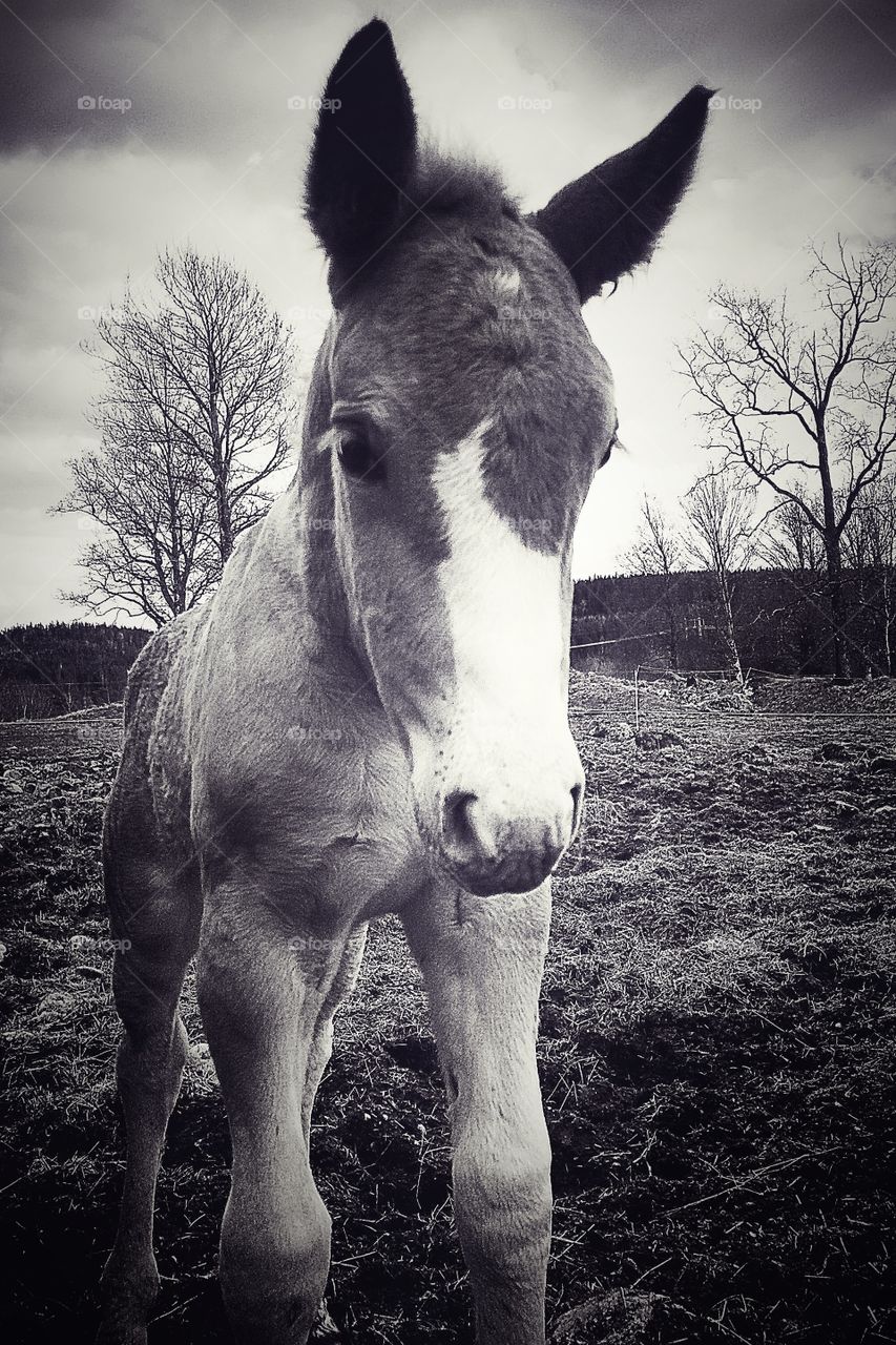 Foal