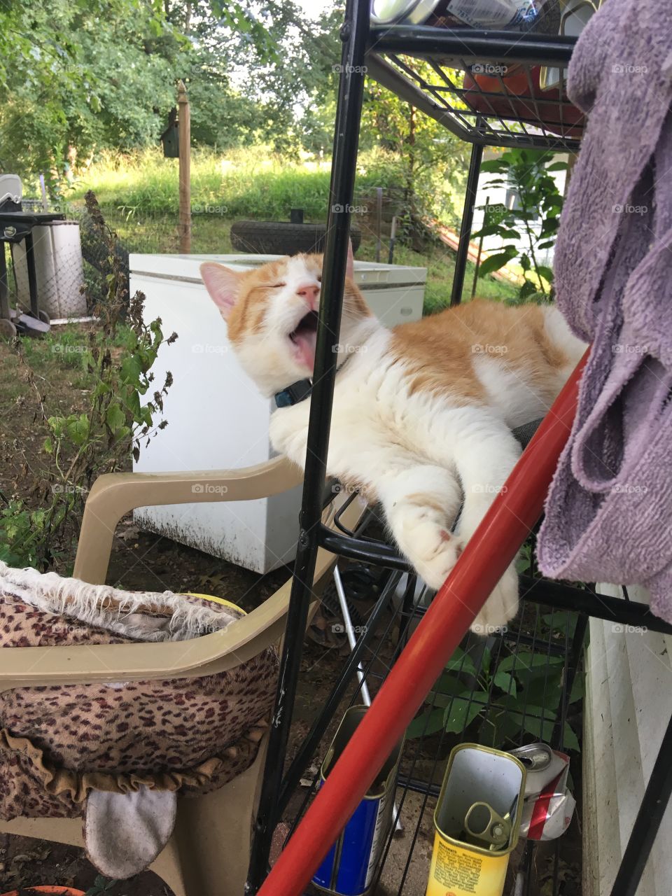 I’m bathing myself not the shelves silly! I’m so handsome and have to stay clean 