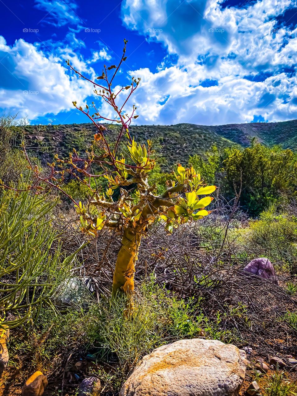 Karoo flora