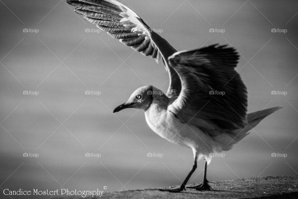 Seagull Black&White