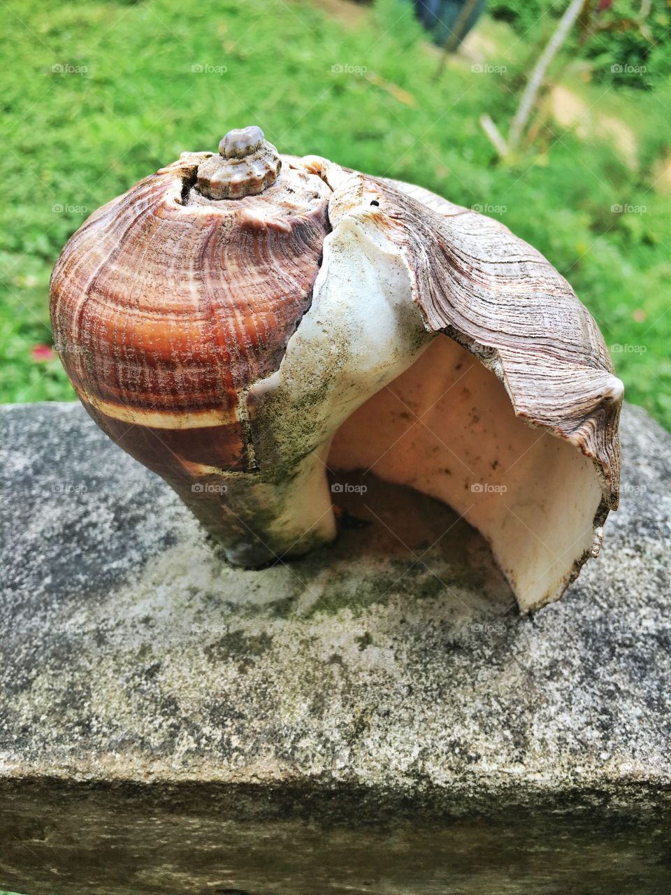 Seashell set in concrete.