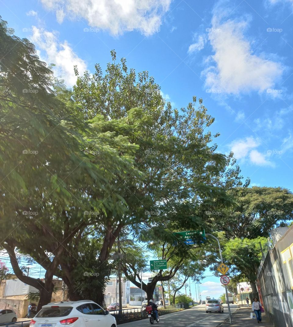 As plantas encantam as ruas das cidades, deixando-as belas e ventilador com uma aroma suave e clima agradável