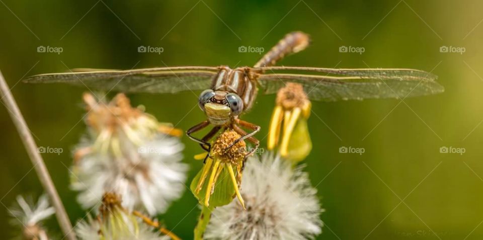 Dragonfly on Wildflower 