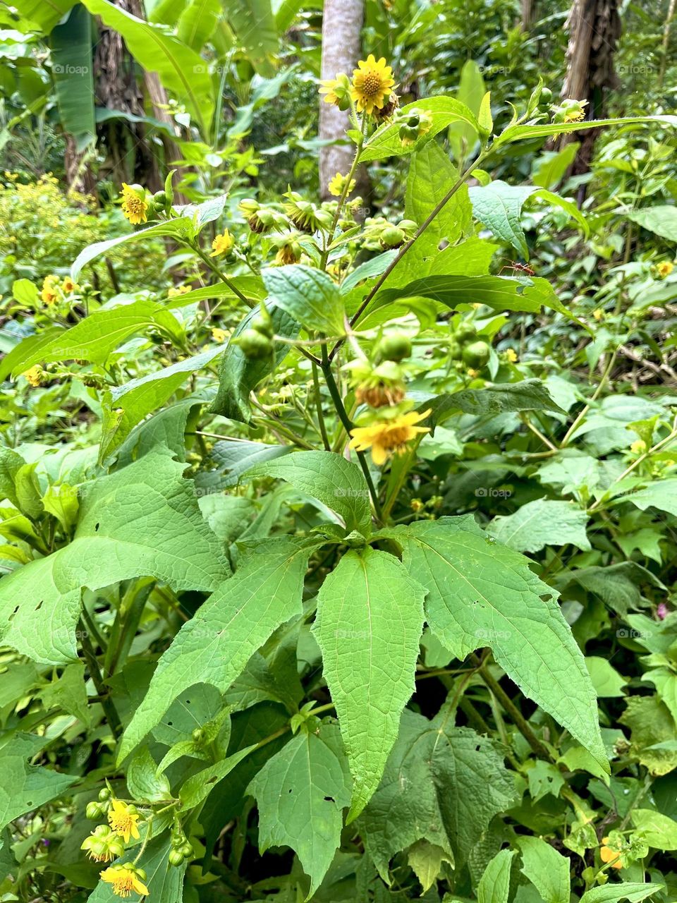 Yellow flowers, a red bug and some plants