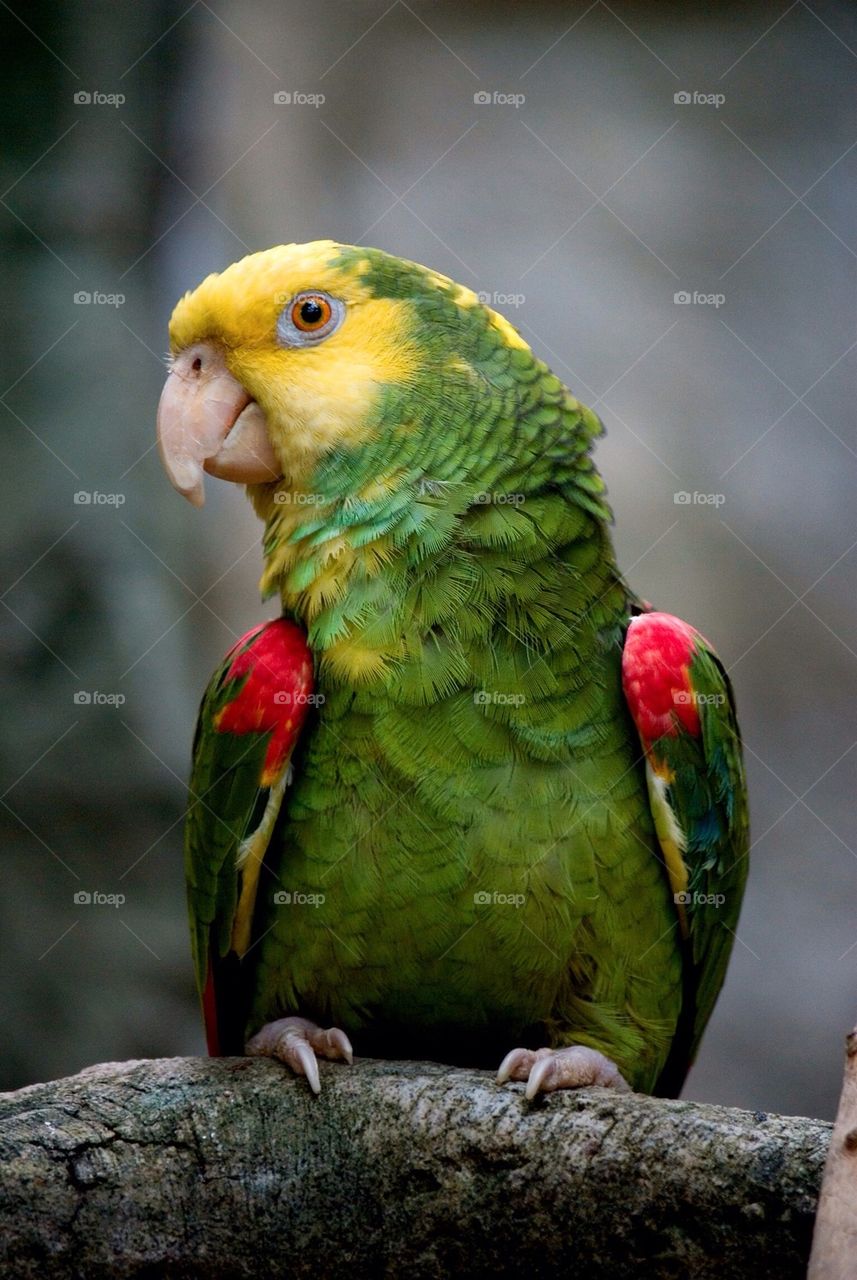 Parrot 1