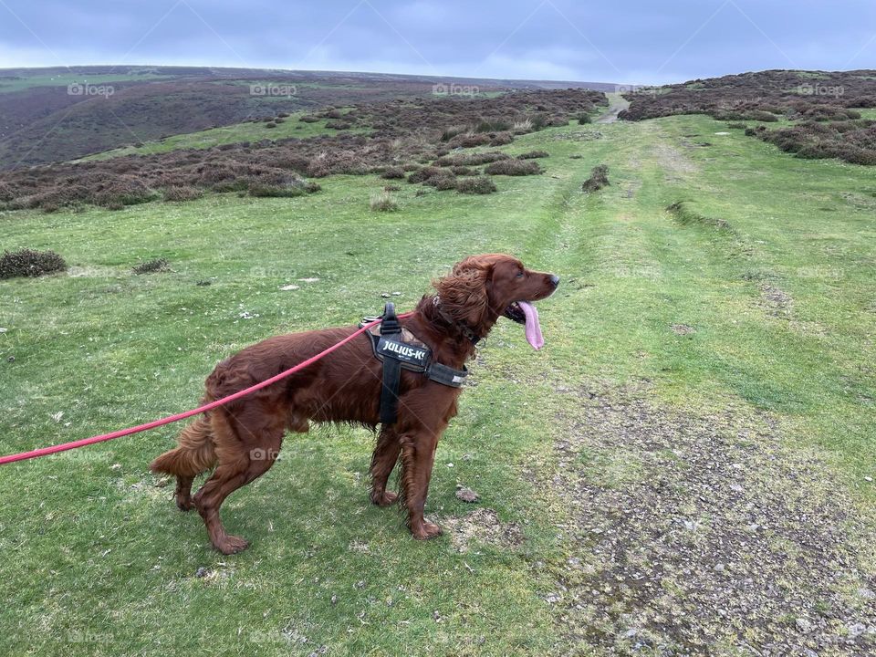 Quinn having a slight pause on a Shropshire walk 