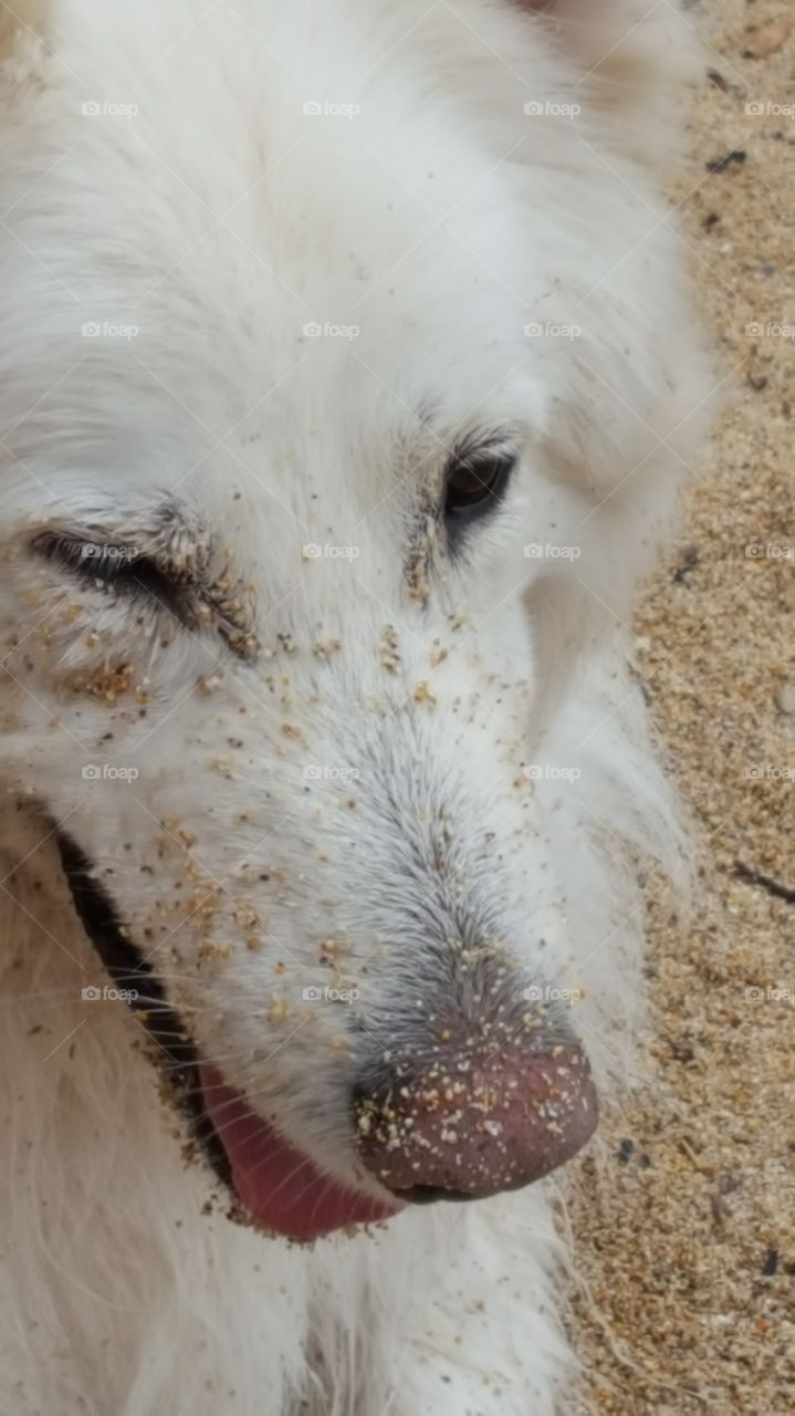 scruff  pup