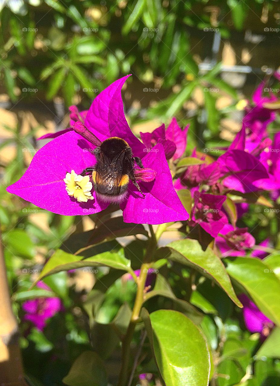 Bumblebee on pink flower