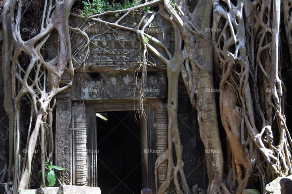 cambodia tree tomb raider by gary.collins