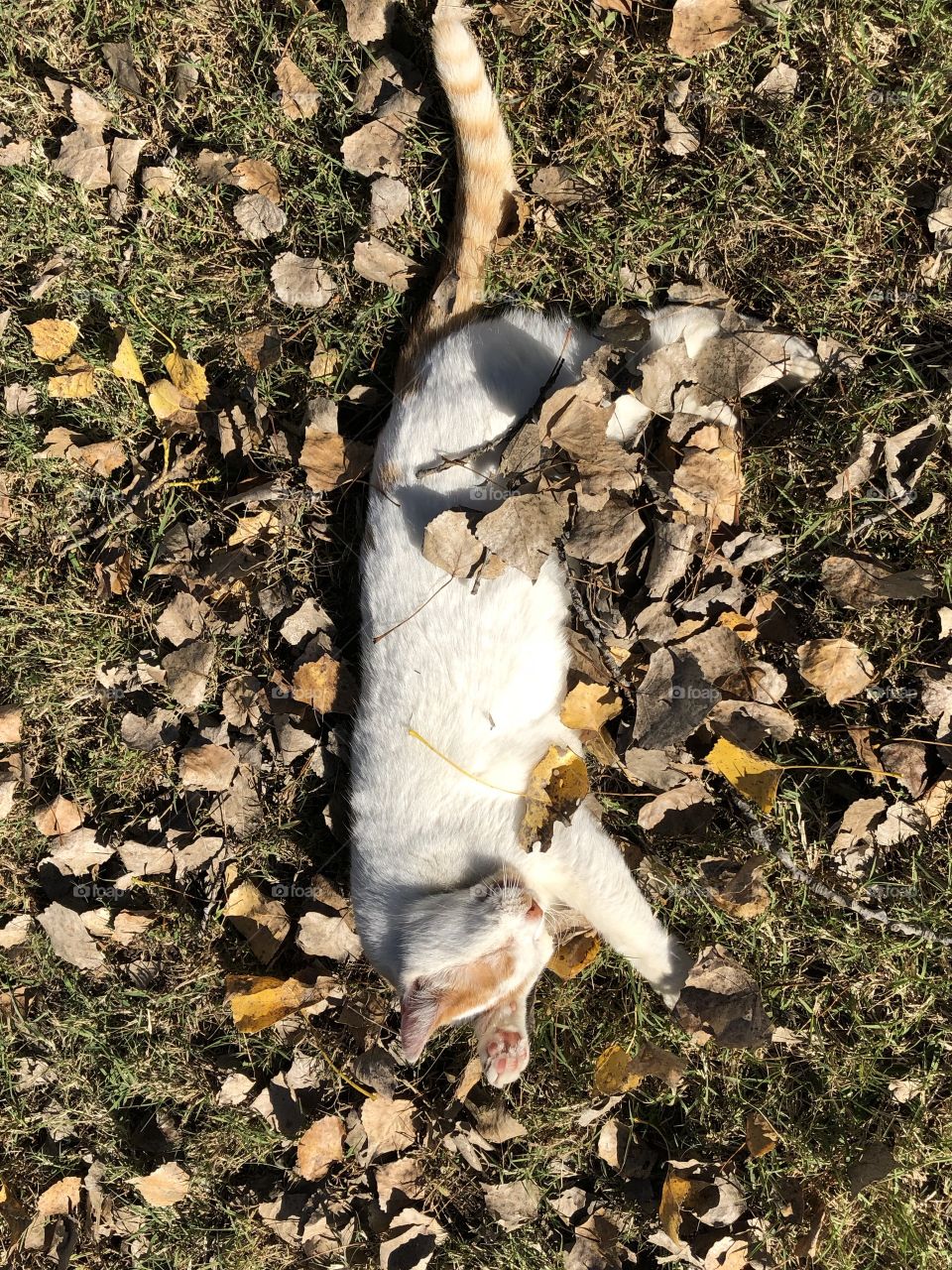 Fall day fun for a cat. She’s soaking up the sun in a pile of leaves