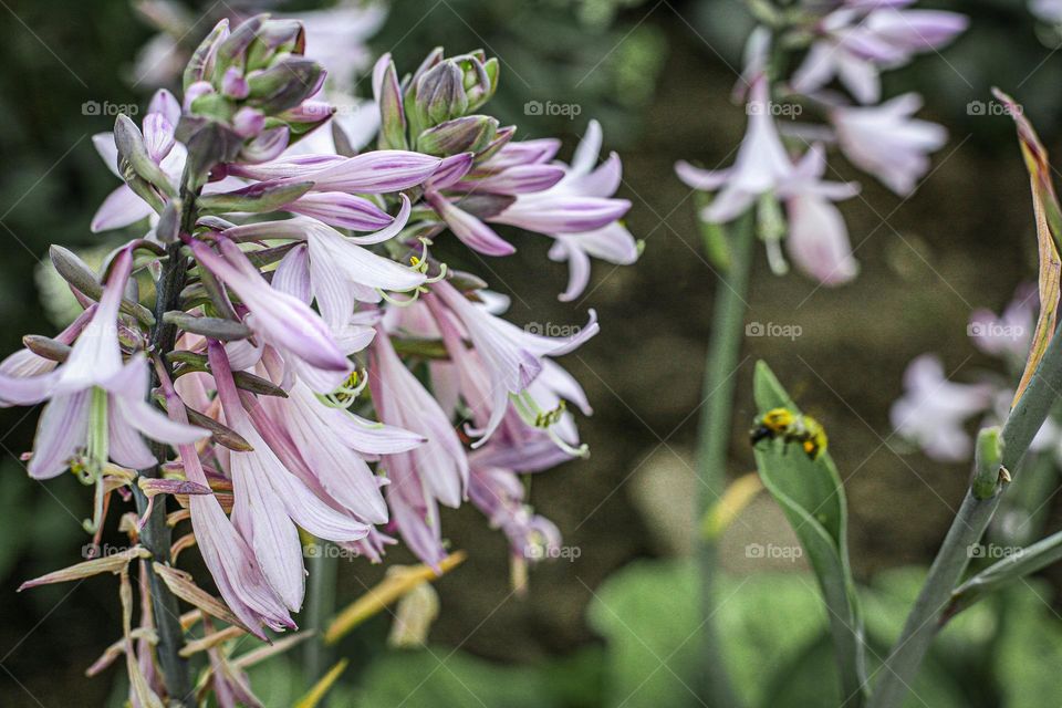 Siebold’s plantain lily, a species of Hostas
