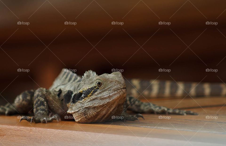 Bearded Dragon