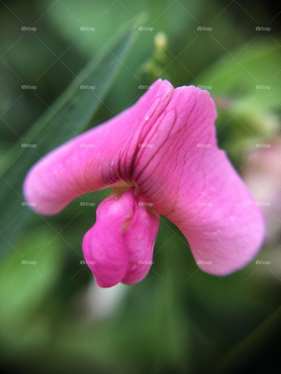 Pink flower closeup