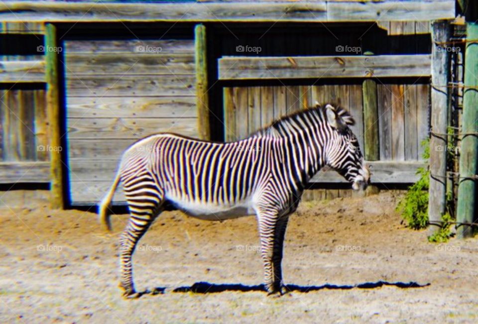 Zebra