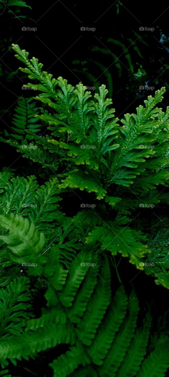 naturelove, drak background, green love, beautiful, lovely