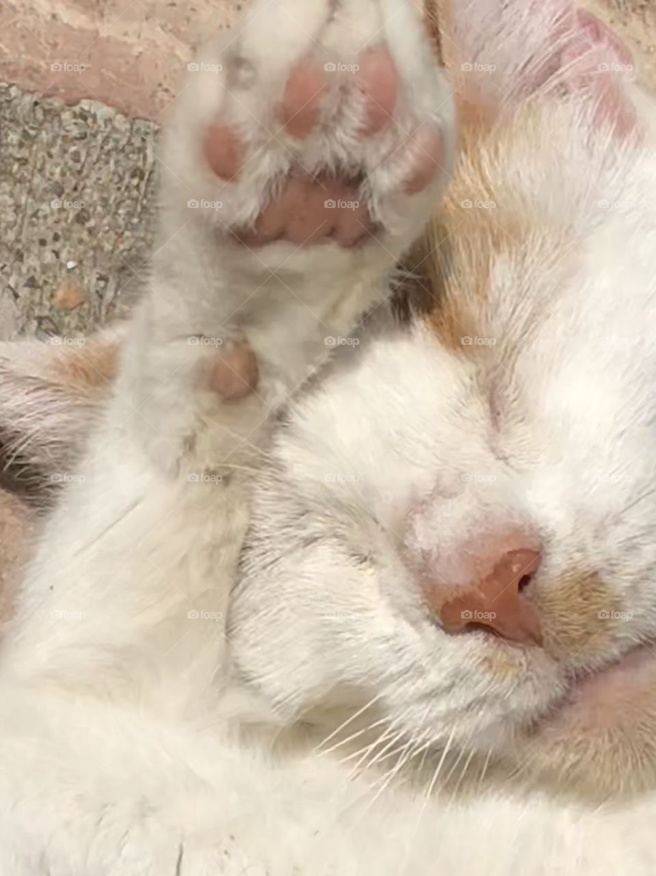 Sweet washing cat