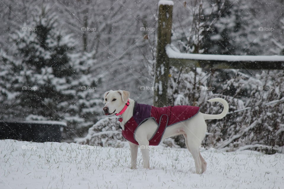 Elle enjoying the snow fall in her backyard on a cold fall day!