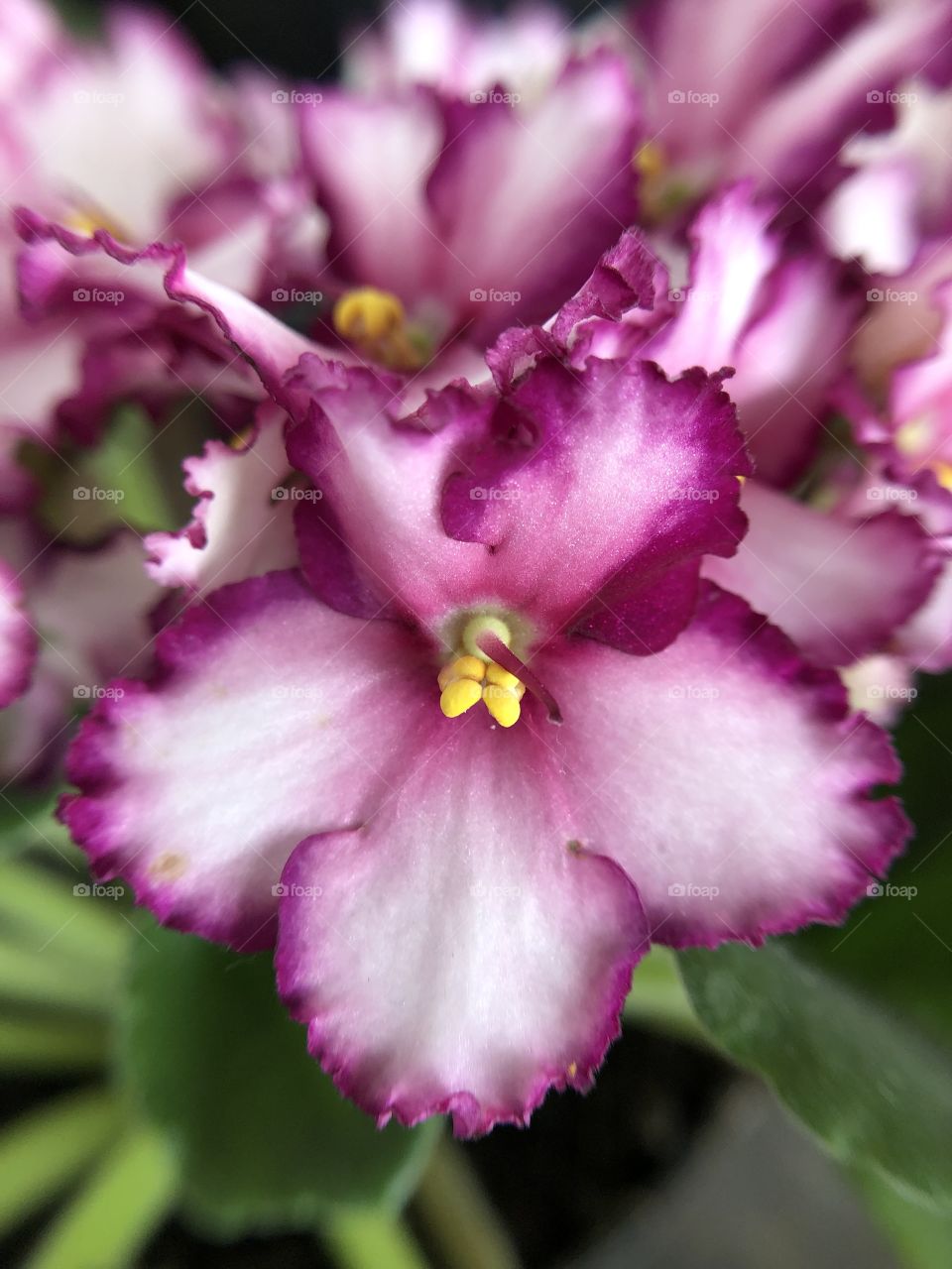A violet, in a very close view. Its petals are so smooth, and the details and colors are a masterpiece of a great artist.