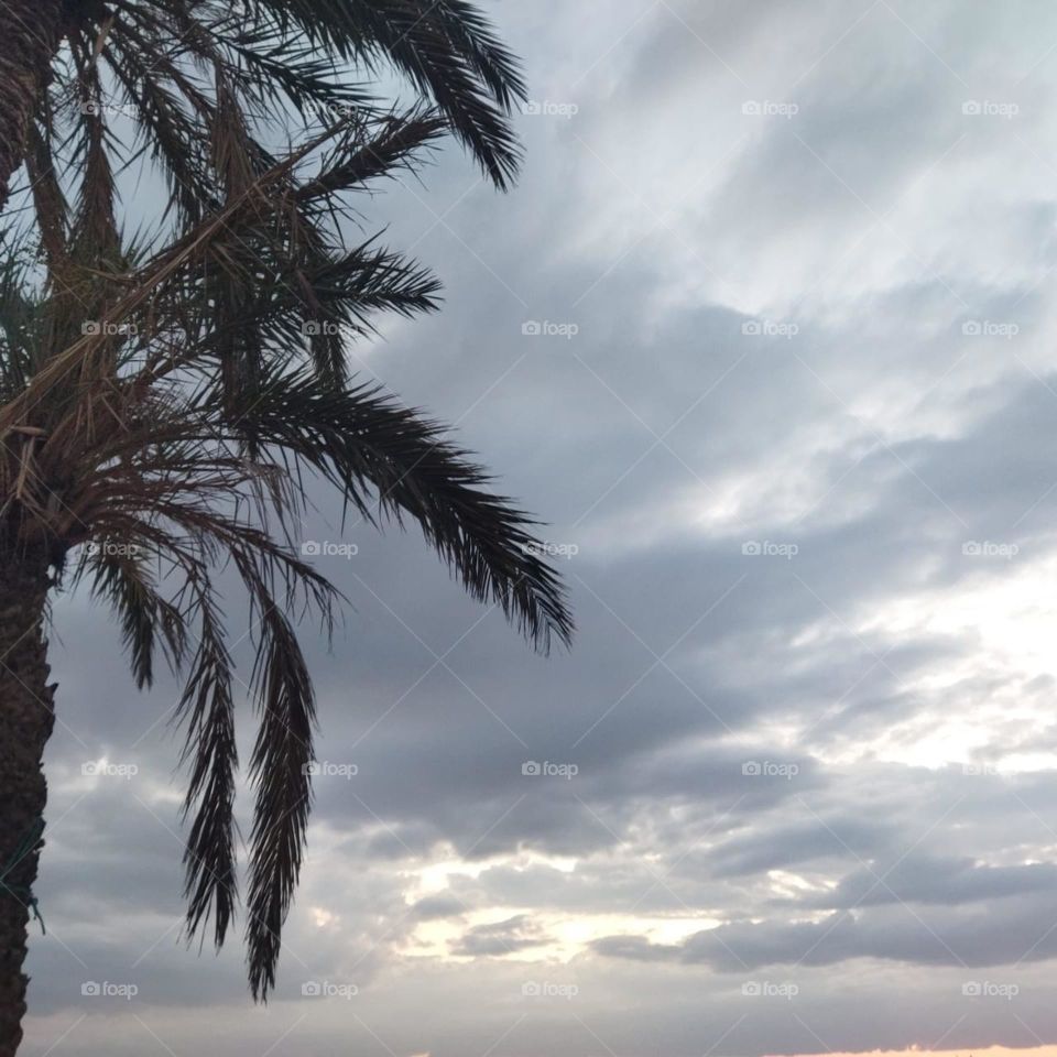 Beautiful palm tree embraced foggy sky.