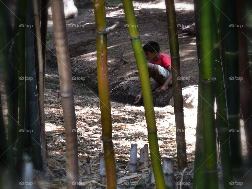 The child behind the bamboos