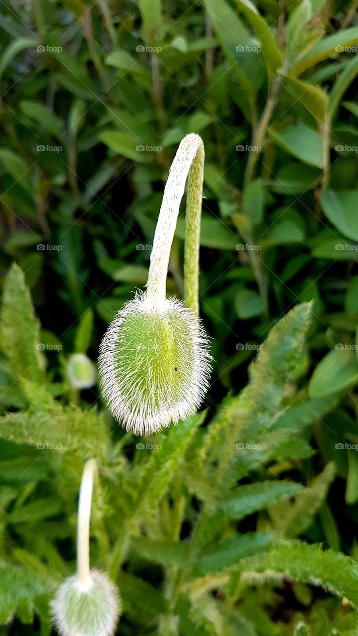 green plant