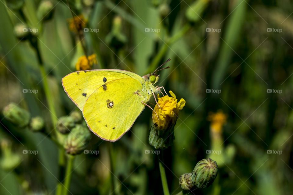 Eastern clouded yellow