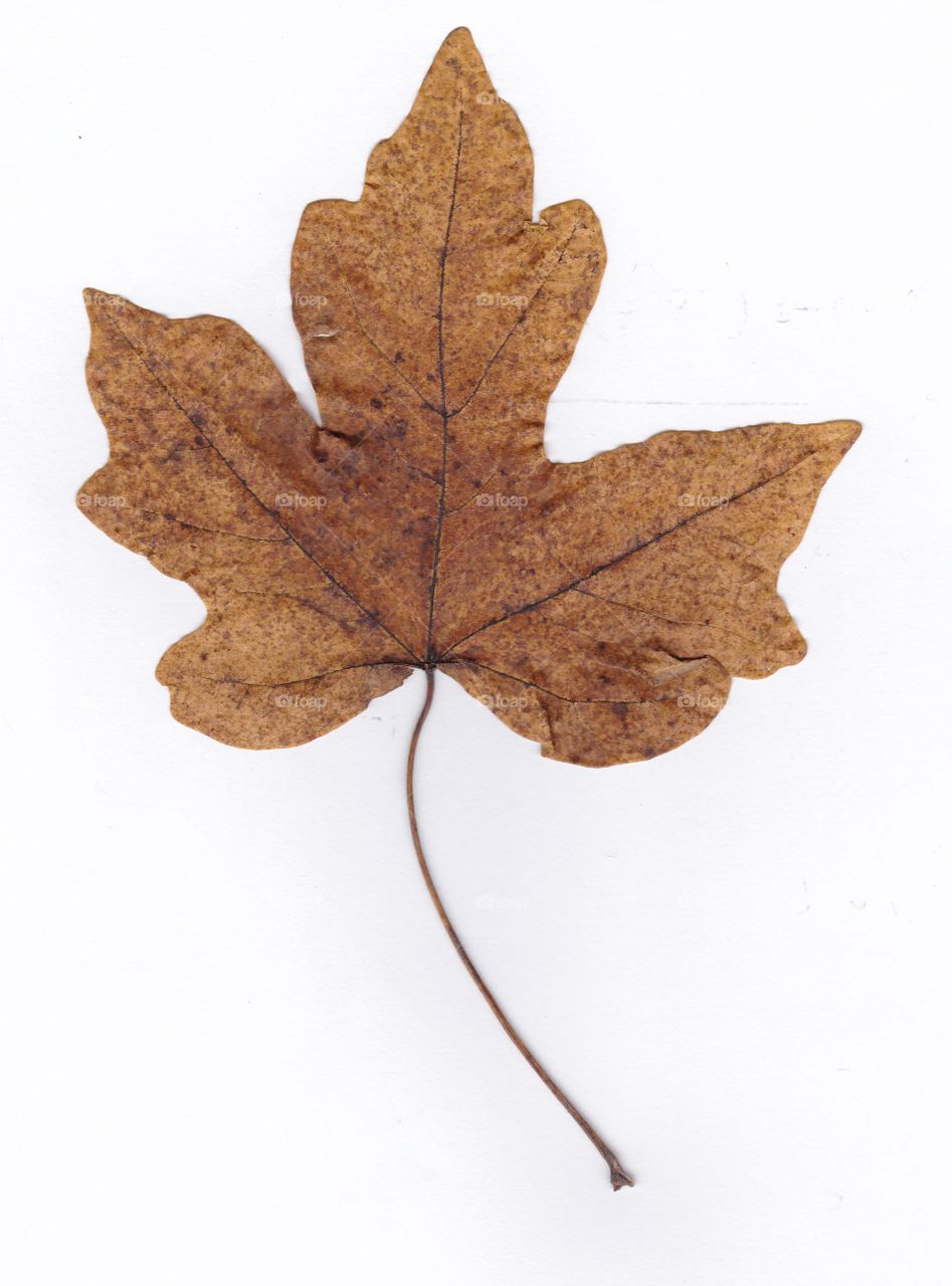 autumn leaf