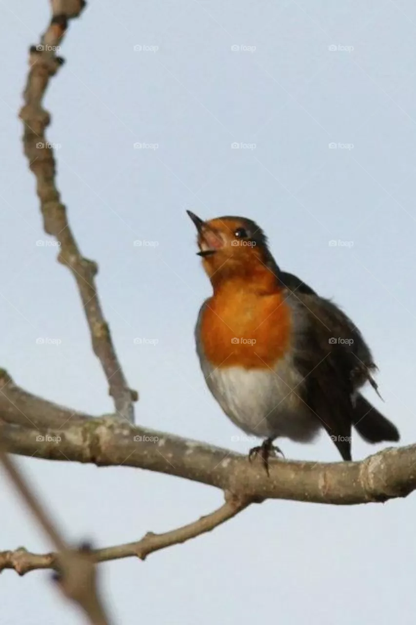 Bird