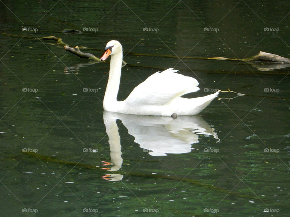 white water park swan by tnb