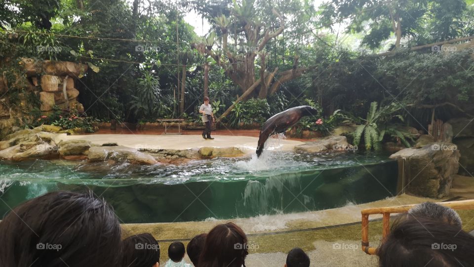 zoo life Singapore. jumping seal